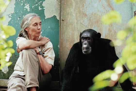 macaco jane goodall