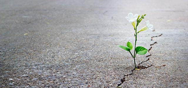 shutterstock_2636634741